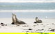 Kangaroo Island Personal Group Tours - thumb 3