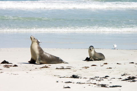 Kangaroo Island Personal Group Tours - Accommodation Sunshine Coast 3