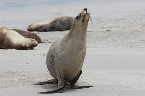 Kangaroo Island Personal Group Tours - Accommodation Sunshine Coast 4
