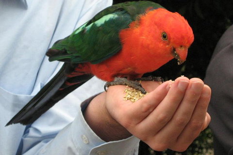 O'Reilly's & Lamington National Park From Brisbane - Accommodation Sunshine Coast 1