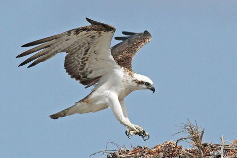 Shipwreck Special Nature Tour/Half Day Tour - Accommodation Sunshine Coast 4