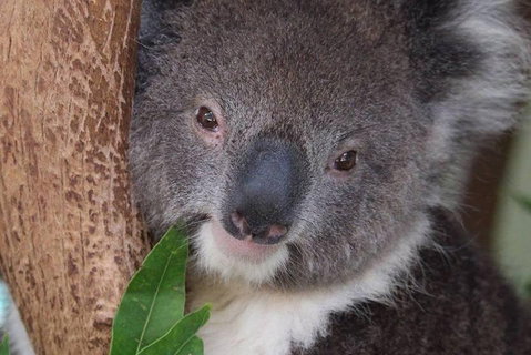 All Inclusive Blue Mountains Small-Group Day Trip From Sydney - Accommodation Sunshine Coast 1