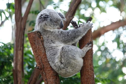 Small-Group Blue Mountains Tour With A Local Guide - Accommodation Sunshine Coast 2