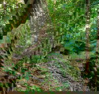 Private Daintree Mossman Gorge Exclusive Nature and Wildlife Focus - Accommodation Sunshine Coast