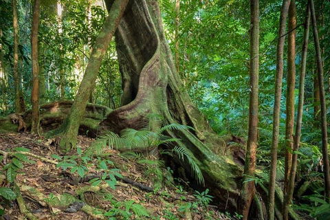 Private Daintree Mossman Gorge Exclusive Nature And Wildlife Focus - Accommodation Sunshine Coast 0