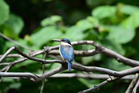 Private Daintree Mossman Gorge Exclusive Nature And Wildlife Focus - Accommodation Sunshine Coast 1