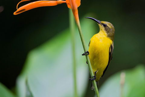 Private Daintree Mossman Gorge Exclusive Nature And Wildlife Focus - Accommodation Sunshine Coast 2