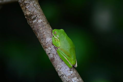 Private Daintree Mossman Gorge Exclusive Nature And Wildlife Focus - Accommodation Sunshine Coast 3
