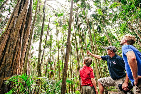 Natural Bridge & Springbrook Waterfalls Tour + Hot Air Balloon With Breakfast - Accommodation Sunshine Coast 5
