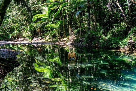 Daintree And Cape Tribulation Full Day Guided Tour - Accommodation Sunshine Coast 1