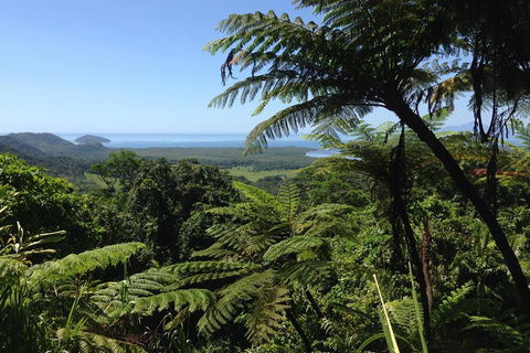 Daintree And Cape Tribulation Full Day Guided Tour - Accommodation Sunshine Coast 2