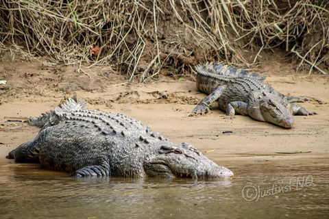Daintree And Cape Tribulation Full Day Guided Tour - Accommodation Sunshine Coast 3