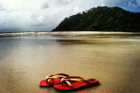 Daintree And Cape Tribulation Full Day Guided Tour - Accommodation Sunshine Coast 4