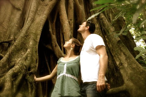Daintree And Cape Tribulation Full Day Guided Tour - Accommodation Sunshine Coast 5