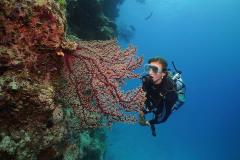 Silversonic Outer Great Barrier Reef Dive And Snorkel Cruise From Port Douglas - Accommodation Sunshine Coast 0