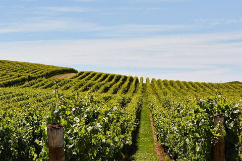 West Tamar Wine Tour - Accommodation Sunshine Coast 2