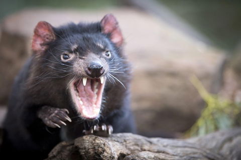 Port Arthur And Tassie Devils Active Day Tour From Hobart - Accommodation Sunshine Coast 3