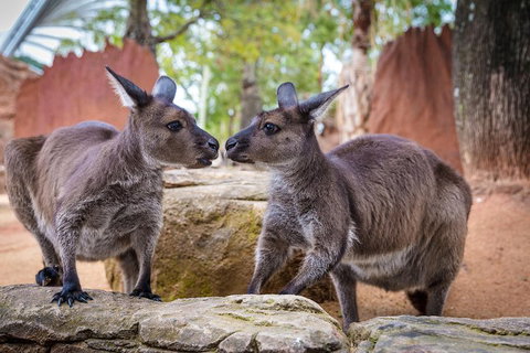 The Ultimate Sydney Attractions Pass - Accommodation Sunshine Coast 2