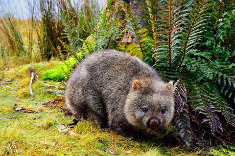 Cradle Mountain National Park Day Tour From Launceston - Accommodation Sunshine Coast 0
