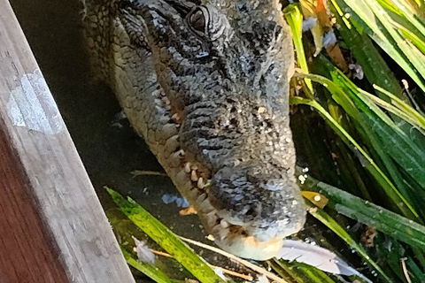 Litchfield Park Adventures And Jumping Crocodile Cruise + Butterfly Farm - Accommodation Sunshine Coast 1