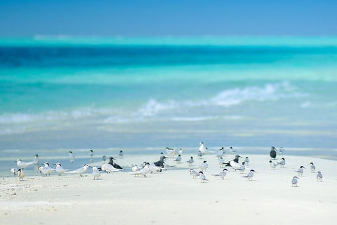 Private Coral Cay Bubbles Tour - Accommodation Sunshine Coast 2