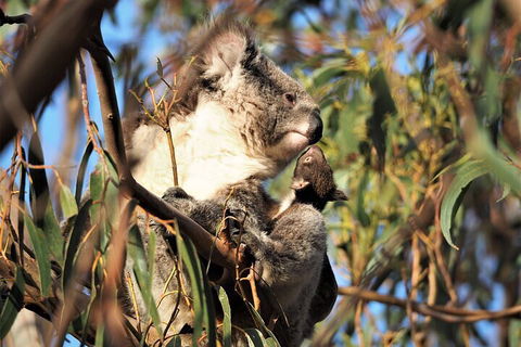 2-Hour Koala Walking Tour In Kangaroo Island - Accommodation Sunshine Coast 1
