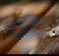 Currumbin Wildlife Sanctuary General Entry Ticket - Accommodation Sunshine Coast