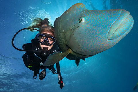 Great Barrier Reef Snorkeling And Diving Cruise From Cairns - Accommodation Sunshine Coast 0