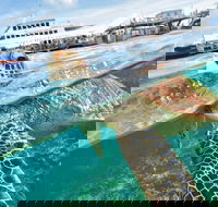 Scenic Helicopter Flight to Moore Reef and Return Snorkeling Cruise from Cairns - Accommodation Sunshine Coast