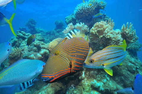 Fly To Green Island - Cruise Return - Accommodation Sunshine Coast 1