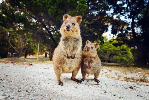 Rottnest Island All-Inclusive Grand Island Tour From Fremantle - Accommodation Sunshine Coast 5