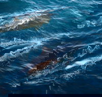 Sydney Whale-Watching Cruise - Accommodation Sunshine Coast