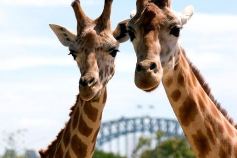 Sydney Harbour Ferry With Taronga Zoo Entry Ticket - Accommodation Sunshine Coast 1