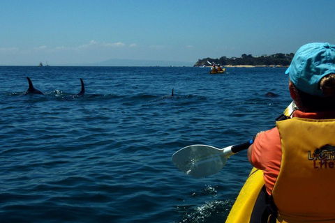 Mornington Peninsula Kayak Coastline Tour Of Dolphin Sanctuary - Accommodation Sunshine Coast 0