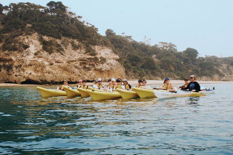 Mornington Peninsula Kayak Coastline Tour Of Dolphin Sanctuary - Accommodation Sunshine Coast 4