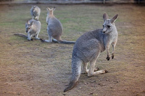 Private Tour: Blue Mountains Day Trip From Sydney - Accommodation Sunshine Coast 2