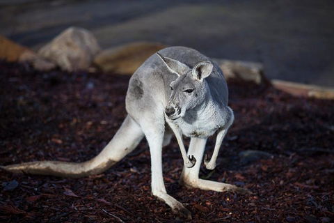 Private Tour: Blue Mountains Day Trip From Sydney - Accommodation Sunshine Coast 3