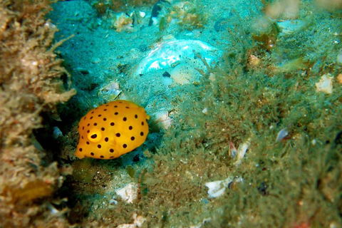 Wave Break Island Scuba Diving On The Gold Coast - Accommodation Sunshine Coast 3