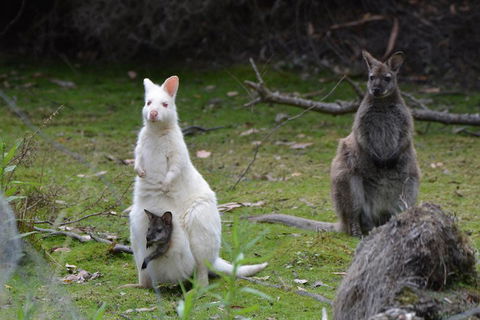 Full-Day Guided Bruny Island Tour From Hobart - Accommodation Sunshine Coast 0