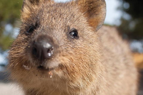 Seaplane Flights Perth To Rottnest Island And Return - Accommodation Sunshine Coast 2