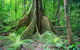 Mossman Gorge Adventure Day - thumb 4