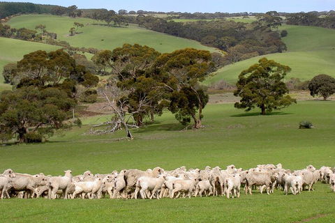 Kangaroo Island Luxury Small Group 'Island Life' Full Day Tour - Accommodation Sunshine Coast 1