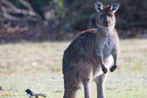 Kangaroo Island Luxury Small Group 'Island Life' Full Day Tour - Accommodation Sunshine Coast 2