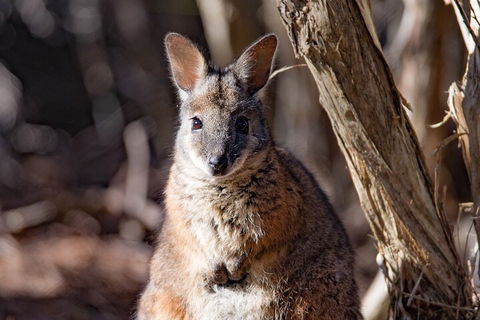 Kangaroo Island Luxury Small Group 'Island Life' Full Day Tour - Accommodation Sunshine Coast 3