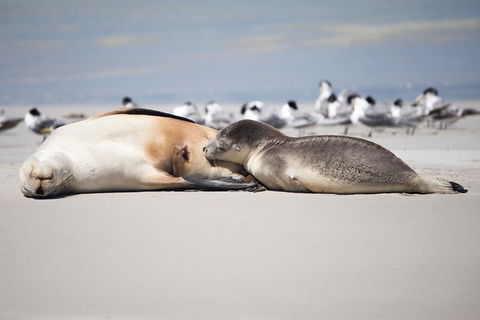 Kangaroo Island Luxury Small Group 'Island Life' Full Day Tour - Accommodation Sunshine Coast 5