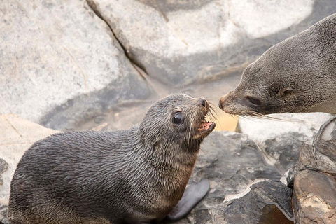 Kangaroo Island Luxury Small Group 'Flinders Chase Focus' Full Day Tour - Accommodation Sunshine Coast 2