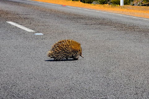 Kangaroo Island Luxury Small Group 'Flinders Chase Focus' Full Day Tour - Accommodation Sunshine Coast 3