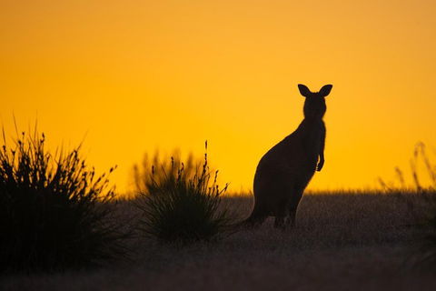 Kangaroo Island Luxury Small Group 'Flinders Chase Focus' Full Day Tour - Accommodation Sunshine Coast 5
