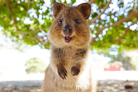 Discover Rottnest With Ferry & Bus Tour From Perth Or Fremantle - Accommodation Sunshine Coast 0
