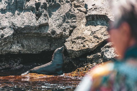 Adventure Rottnest Tour With Ferry & Adventure Cruise From Perth Or Fremantle - Accommodation Sunshine Coast 1